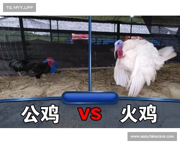 火鸡天神的究极攻略:三只火鸡制霸神域 火鸡天神的究极攻略:三只火鸡制霸神域